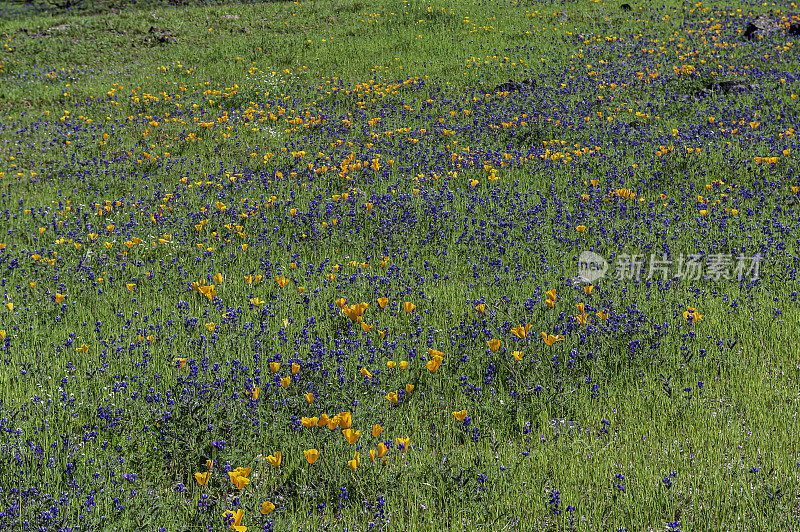 在Modini Mayacamas保护区，索诺马县，加利福尼亚的一个开放的田野罂粟和天空Lupine。南美狼疮和加州紫堇。蝶形花科、罂粟科。一个开放的田野的鲜花。